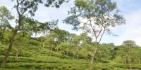 কোদালা চা বাগান